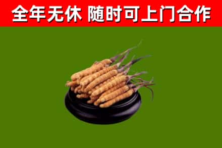 阳东烟酒回收冬虫夏草.jpg